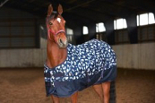 HG JOSH PONY TURNOUT RUG 600D 100G NAVY