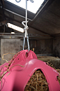 HAY SLOWFEEDER PINK DIAM. 40 CM 