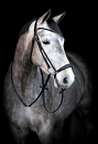 HG CRYLL 24.2 BRIDLE WITH DROP NOSEBAND BLACK COB