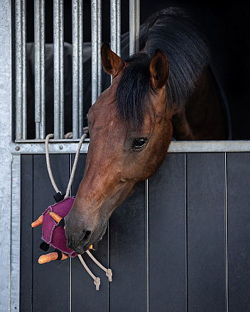 QHP PAARDENSPEELGOED BAL BLAUW