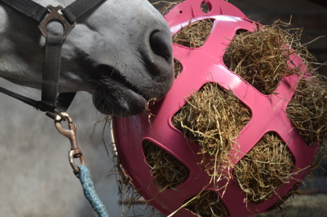 HAY SLOWFEEDER PINK DIAM. 40 CM 